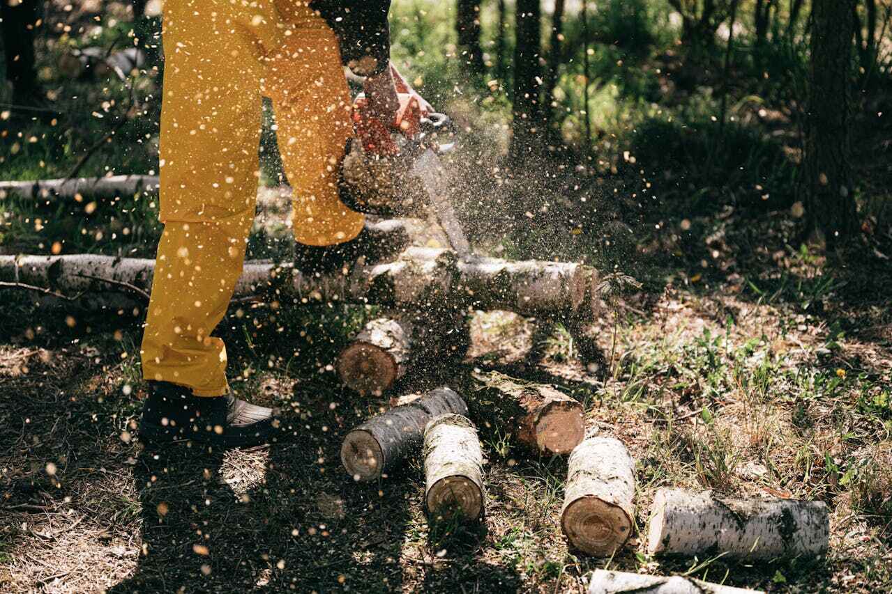 Tree Root Removal in Richfield, WI